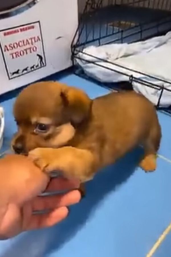 photo of a puppy on a blue mat