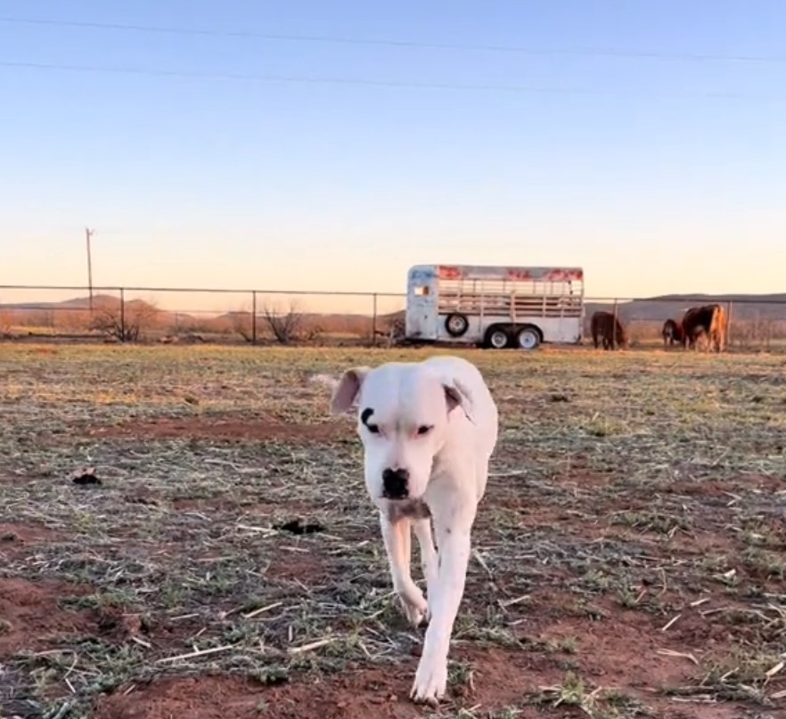 photo of deaf pitbull