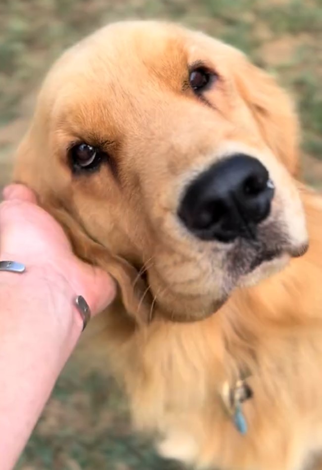 photo of golden retriever