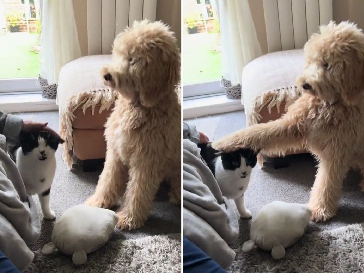 photo of goldendoodle and a cat