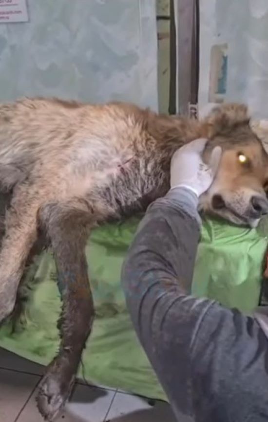 photo of injured dog on green sheet