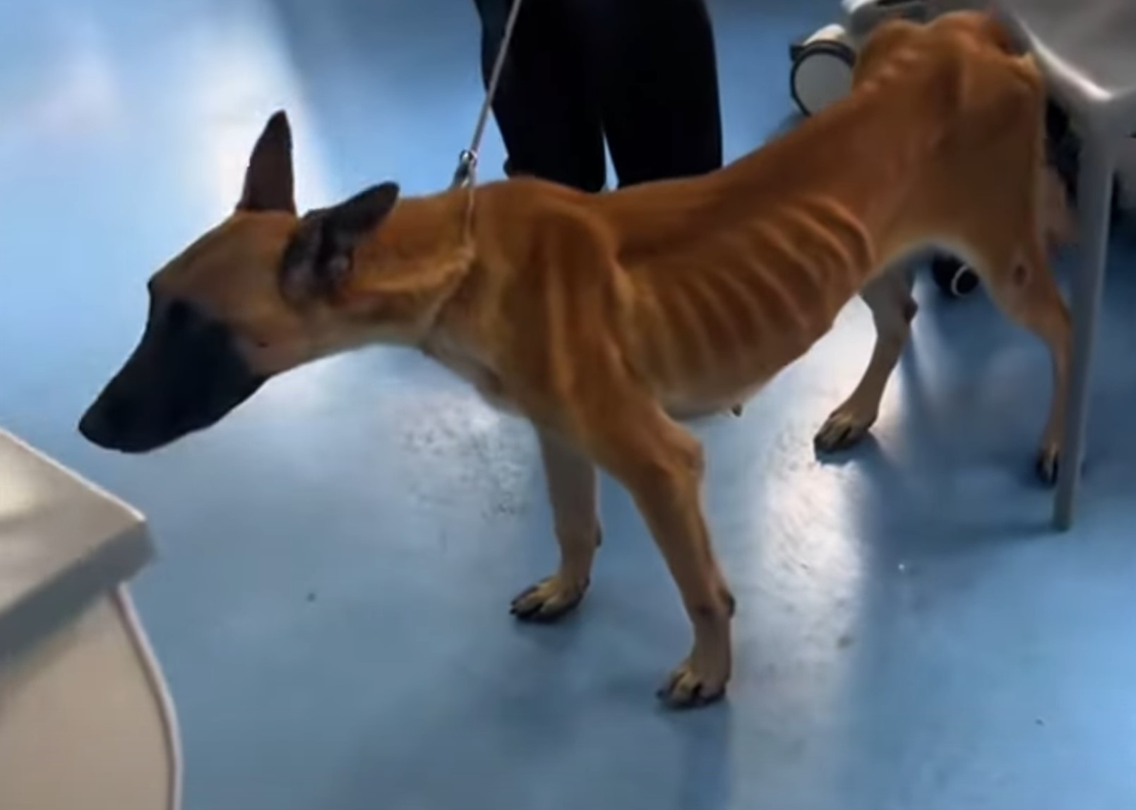 photo of malnourished dog