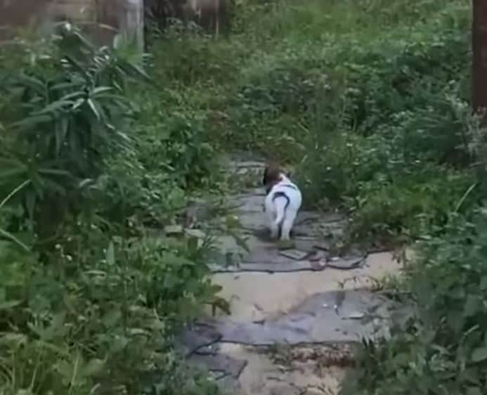 photo of the puppy approaching the abandoned house