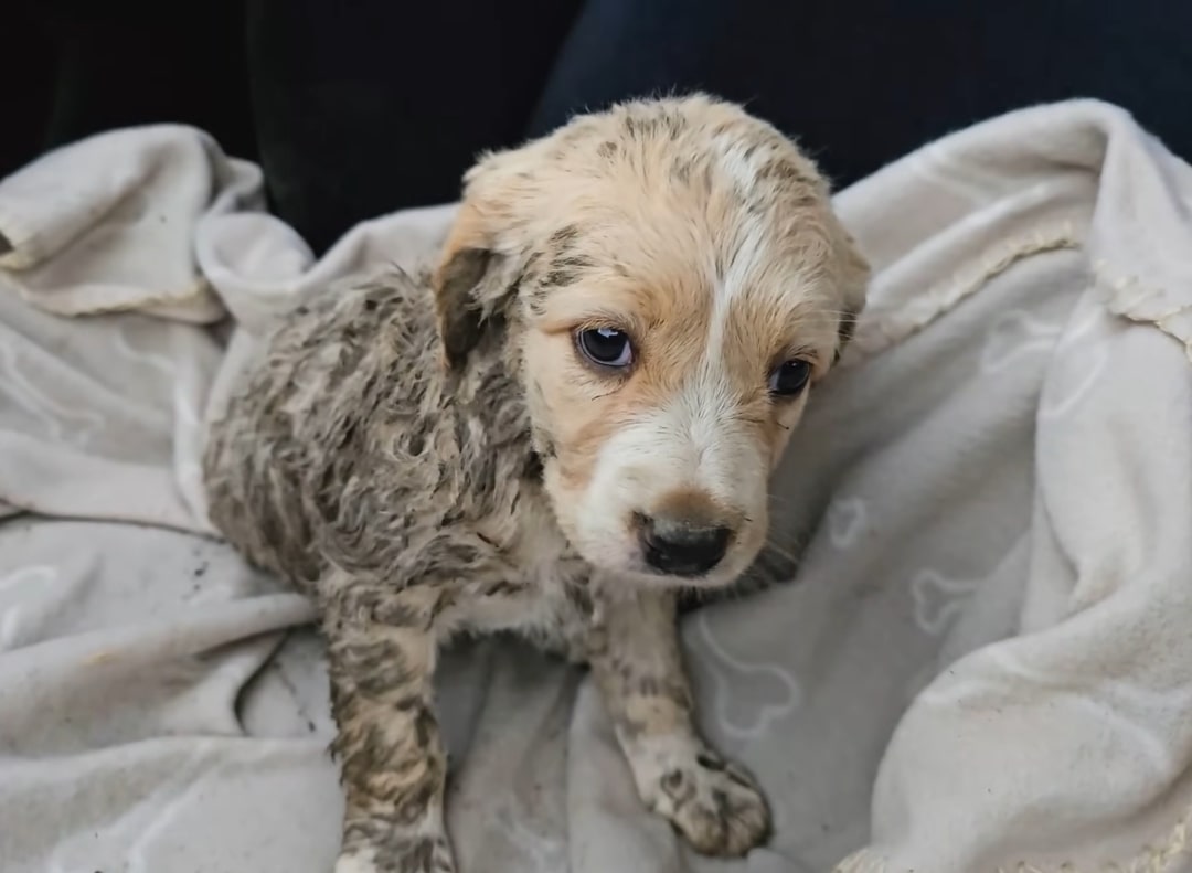 photo of two month old pup