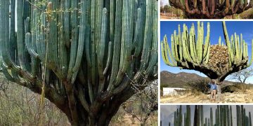 Centenarian Cactus of Oaxaca: A Colossal 100-Year-Old Wonder