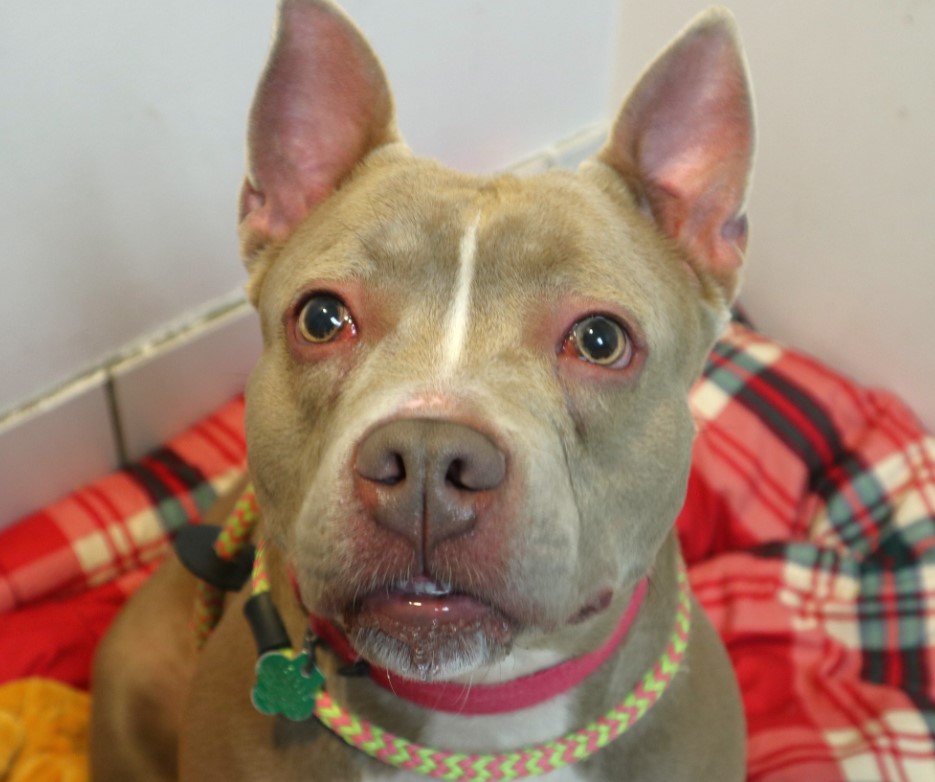 pit bull with green eyes looking at the camera