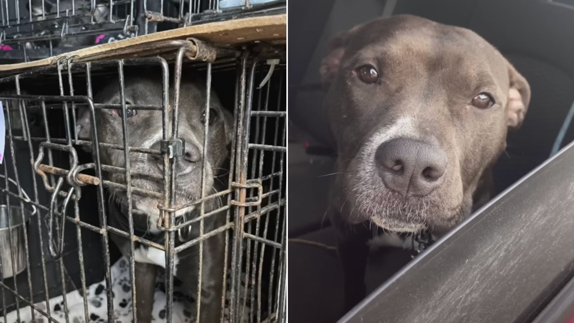 Heartbroken Dog Almost Put Down Because She Barked At Another Dog