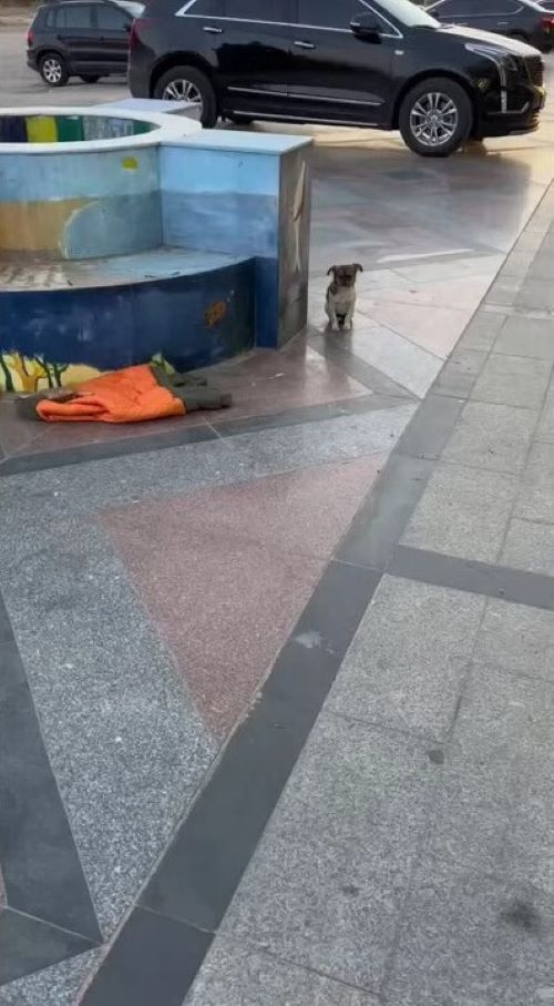 poor abandoned puppy standing outdoor