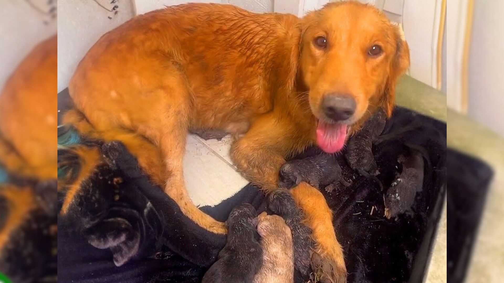 Poor Pup Was Throw Out Of Her Home When She Was In Labor, Forcing Her To Give Birth In The Mud