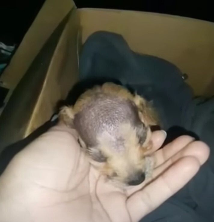 poor puppy with bold patch on head