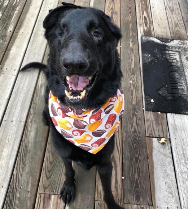 portrait of a black dog sitting on a wooden board without one eye