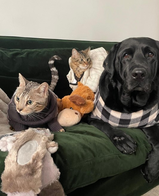 portrait of a black dog with cats