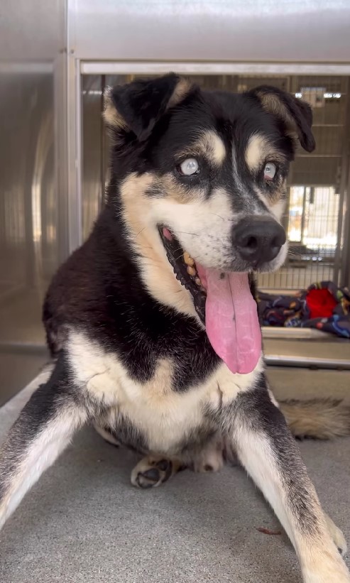 portrait of a blind dog with its tongue out