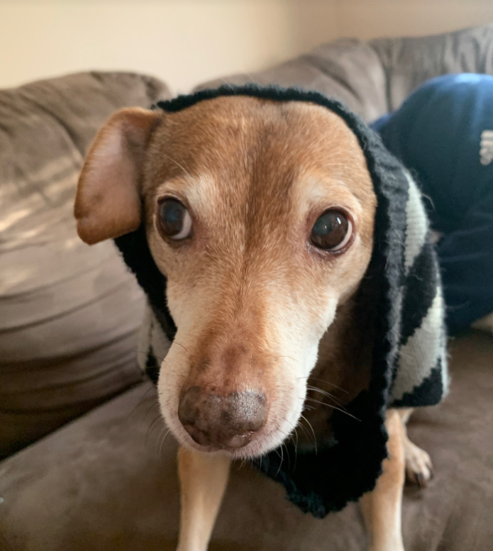 portrait of a blind dog