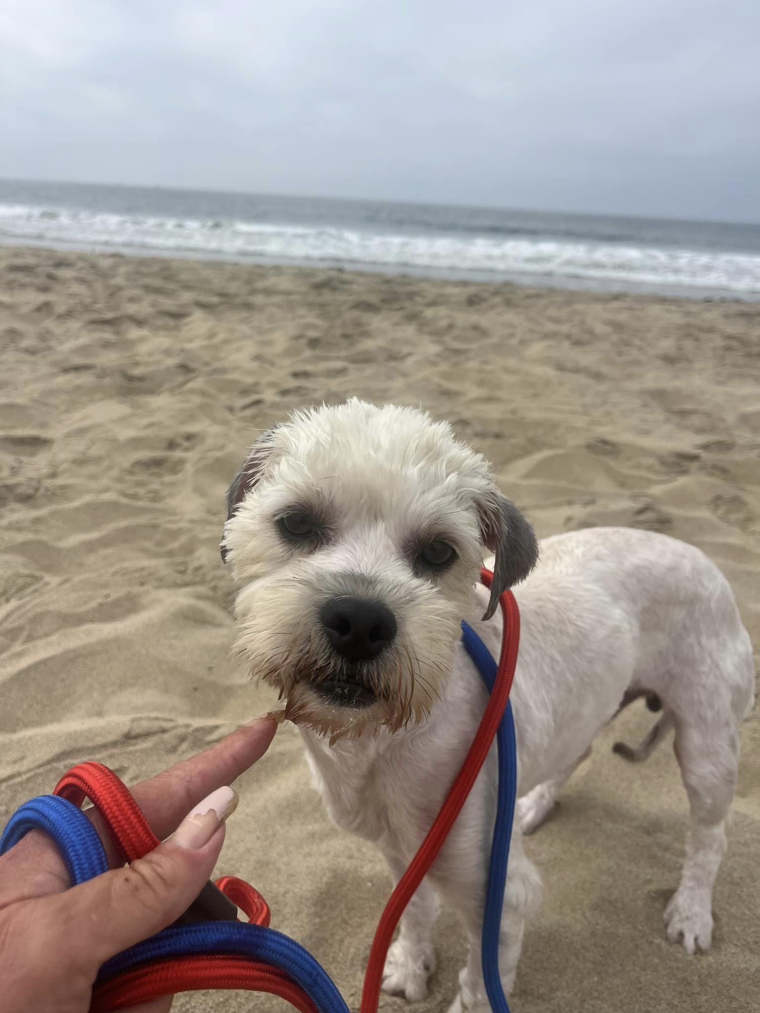 portrait of a dog with a leash on the beach