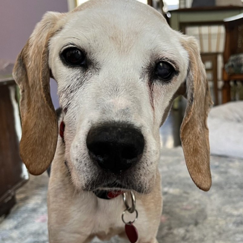 portrait of a dog with brown ears