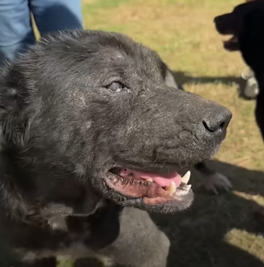 portrait of a laughing black dog