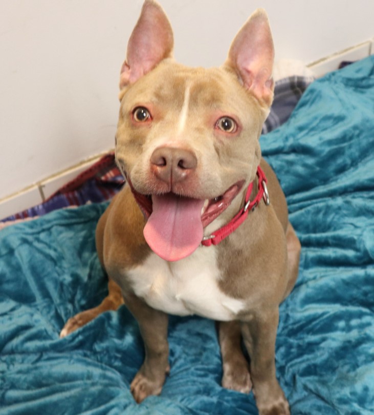 portrait of a pit bull on a bed