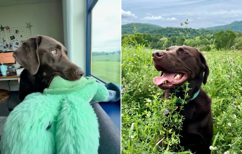 portraits of a dog in a field and looking out the window