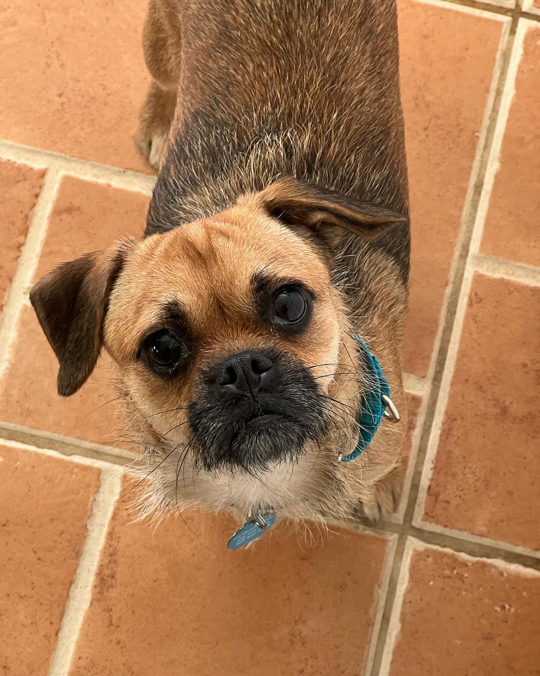 Pug standing on a floor