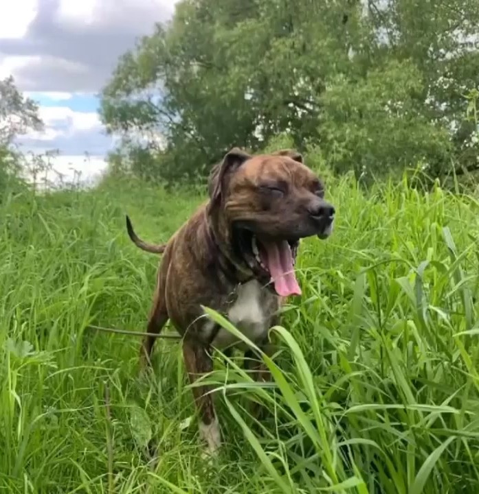 pup in tall grass