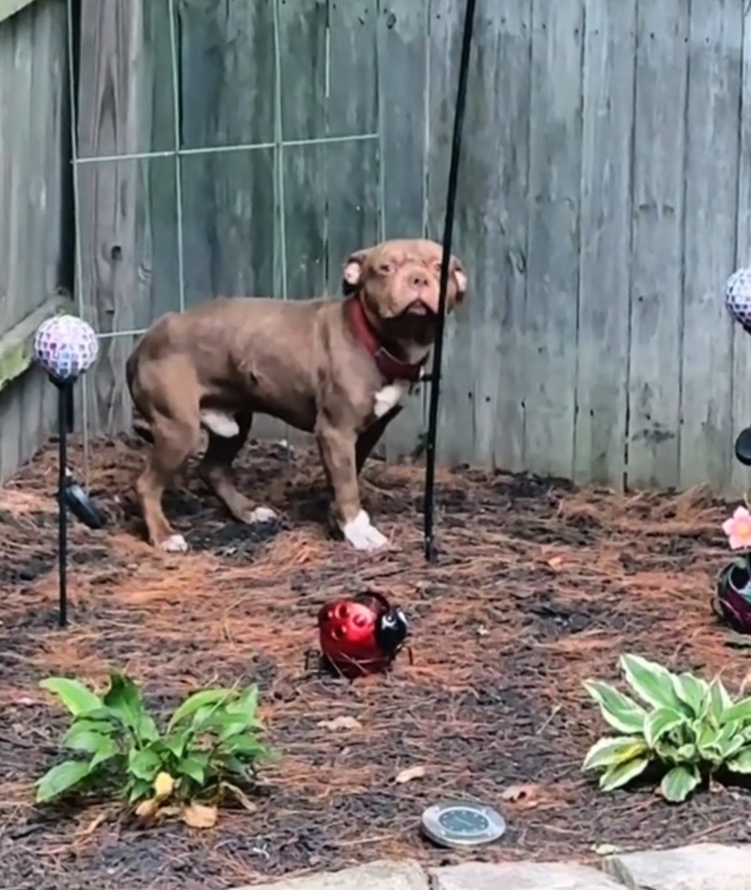 pup in the yard