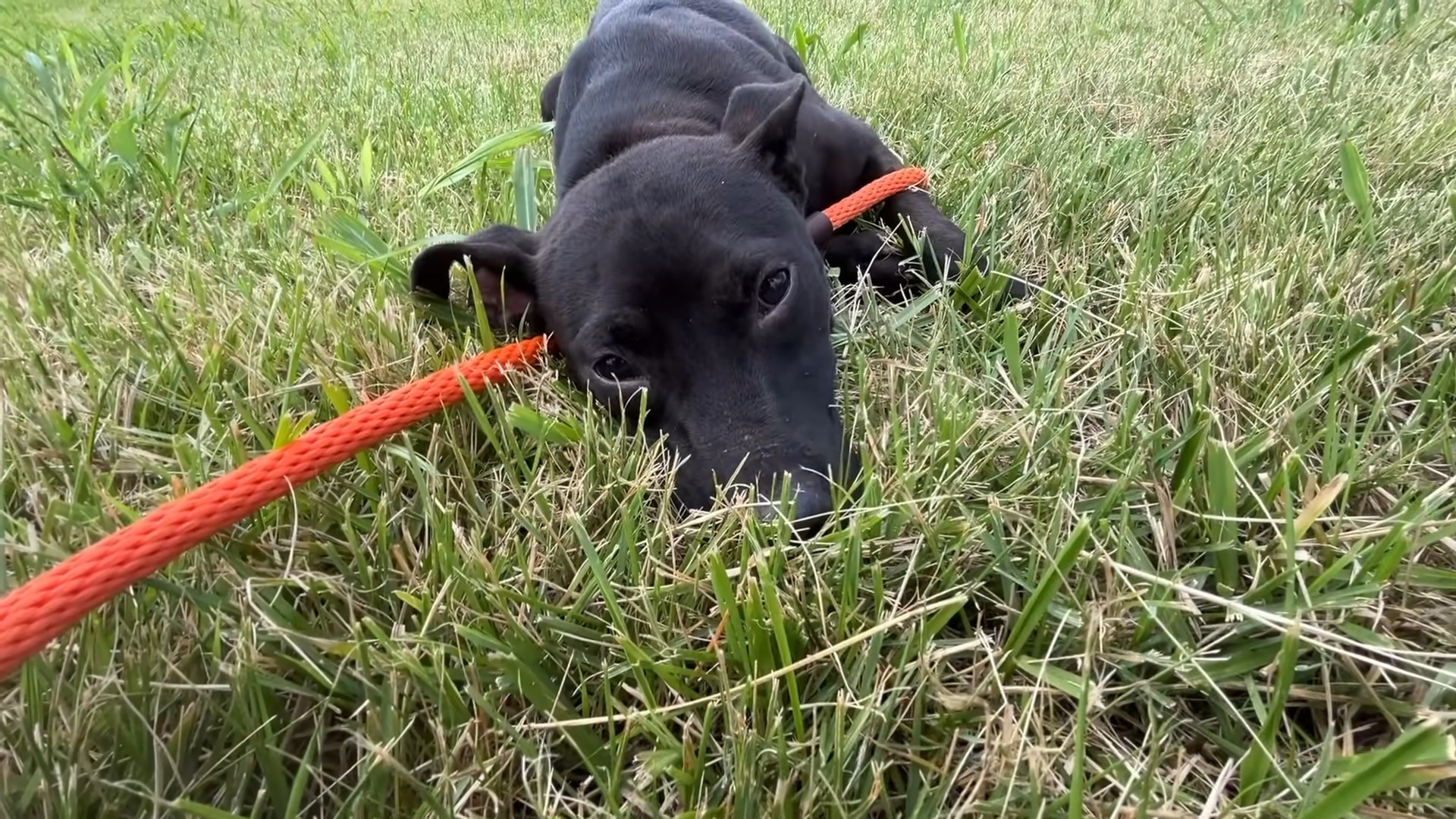 pup lying in grass