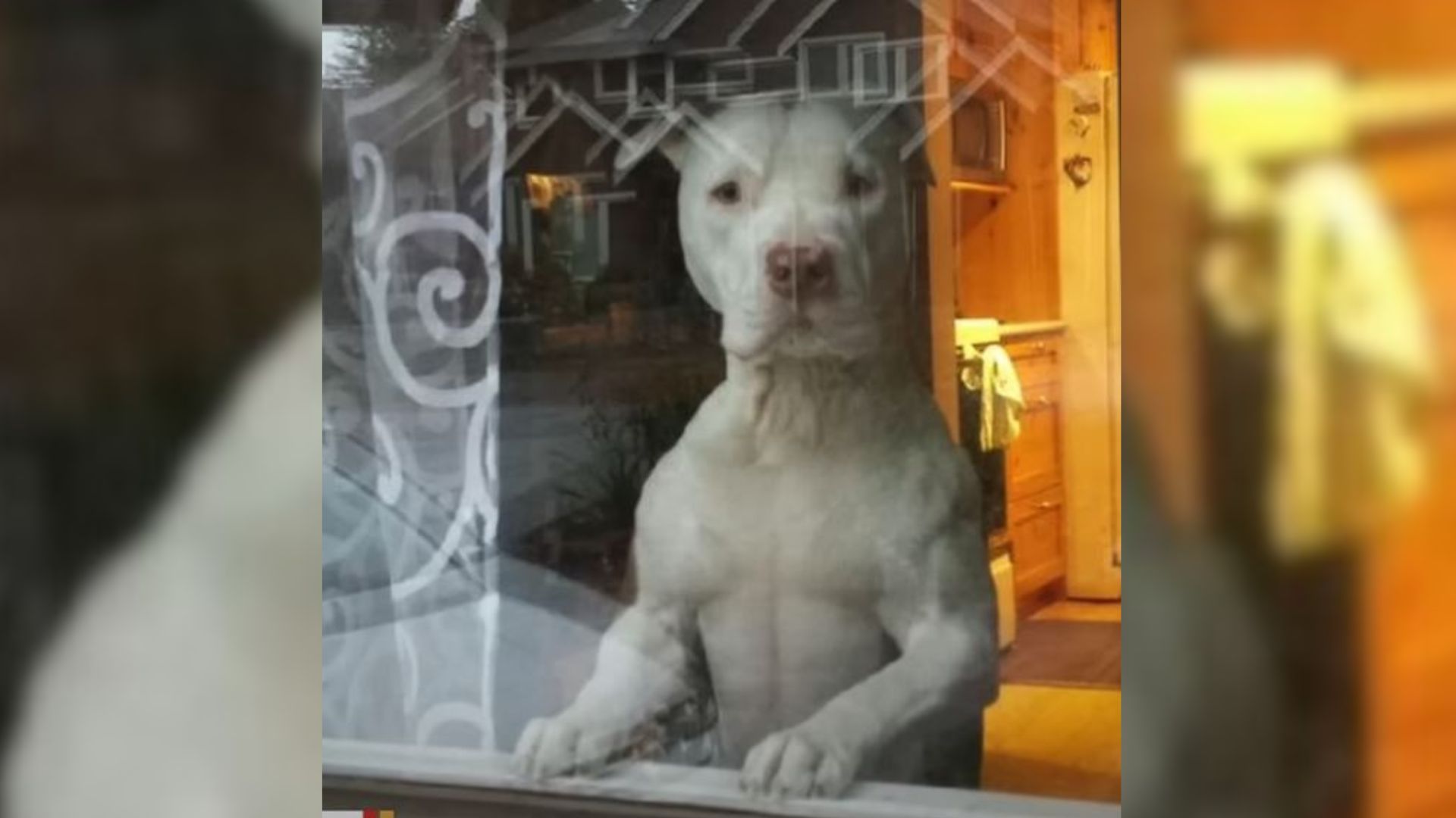 Pup Who Used To Live With A Homeless Person Finds Happiness But He Can’t Stand Doing This One Thing