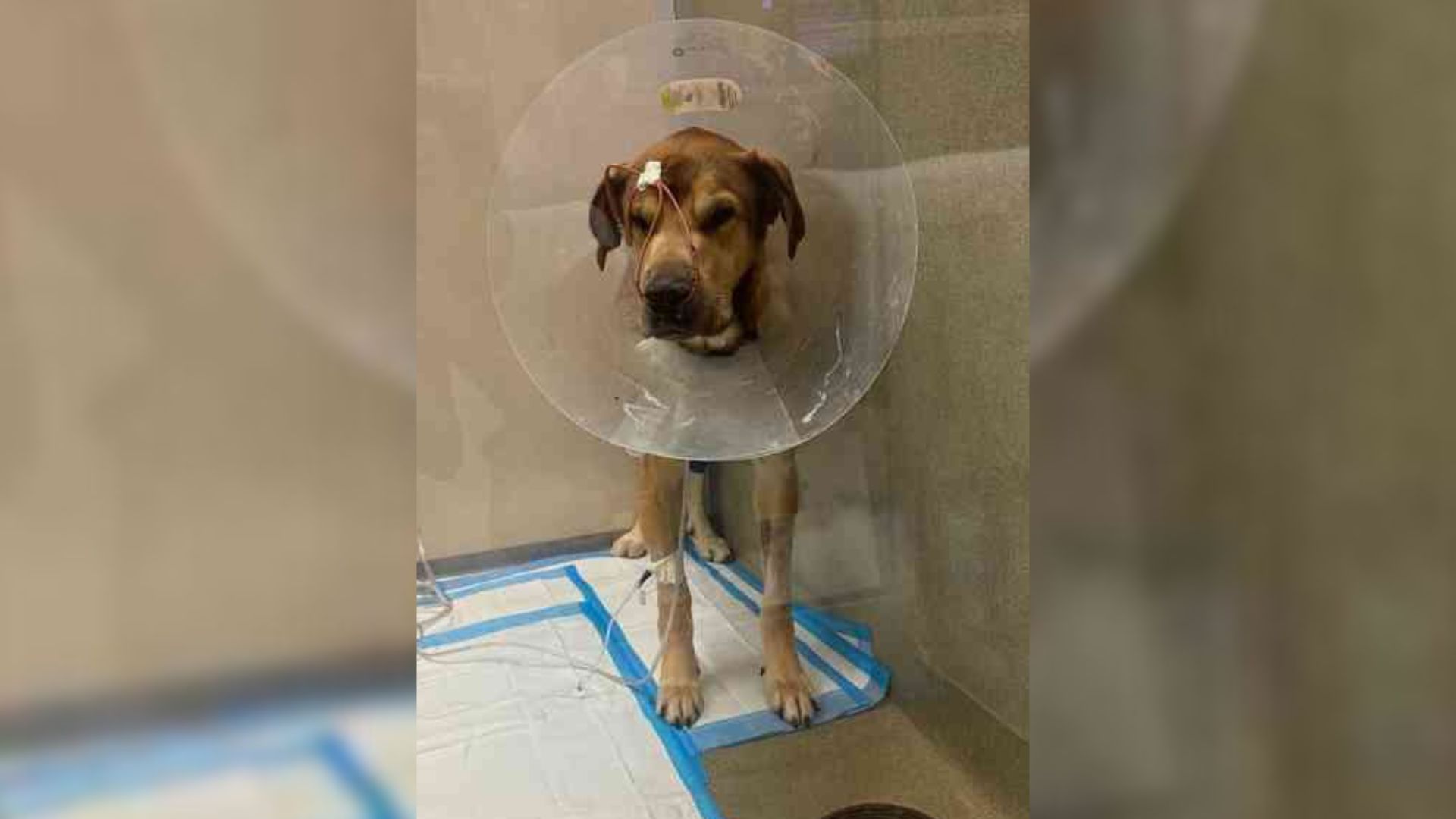 Pup With Damaged Heart And Lungs Left For Euthanasia At Shelter After Owner Refuses To Reclaim Him