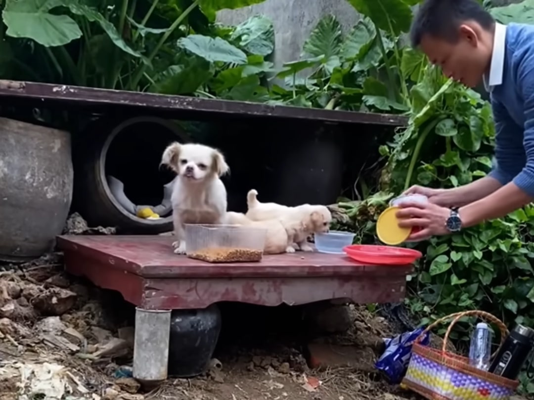 puppies eating