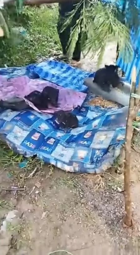 puppies lying on an old blanket