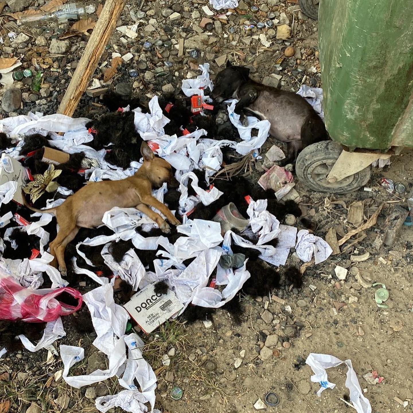 puppies on trash pile