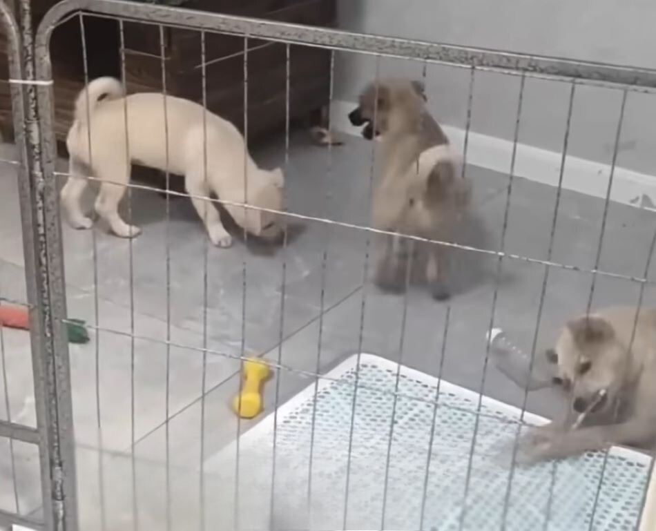 puppies playing together