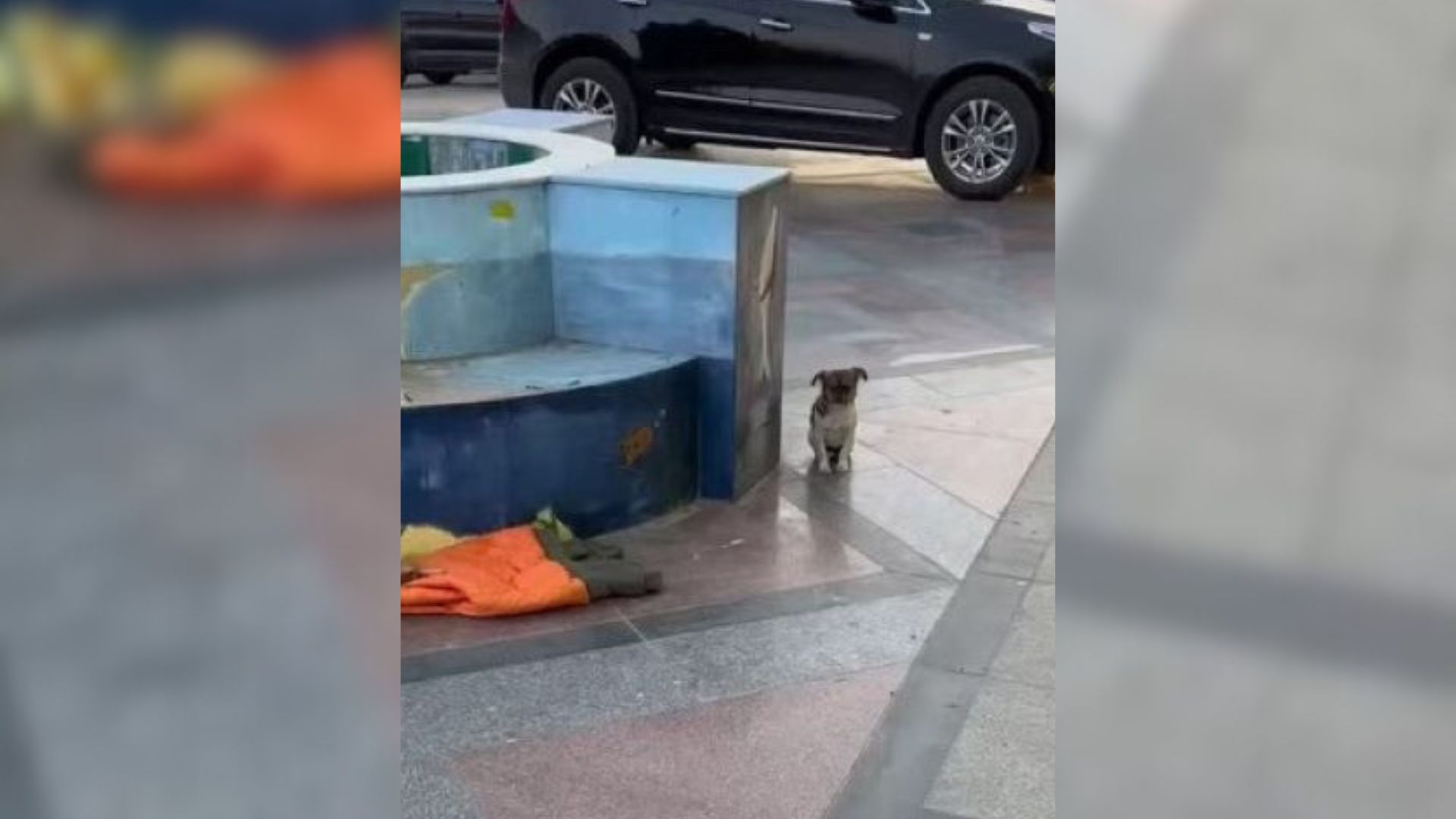 Puppy Abandoned By Owner On The Street Followed Passerby In Hopes Of Getting Adopted