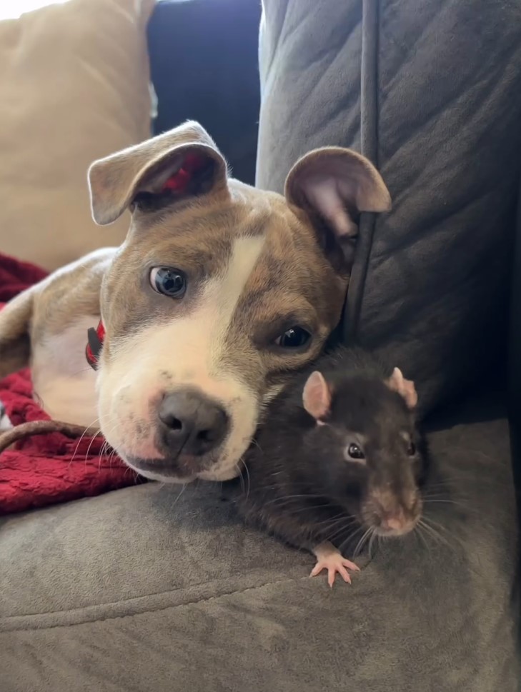 puppy and a rat lying on the couch