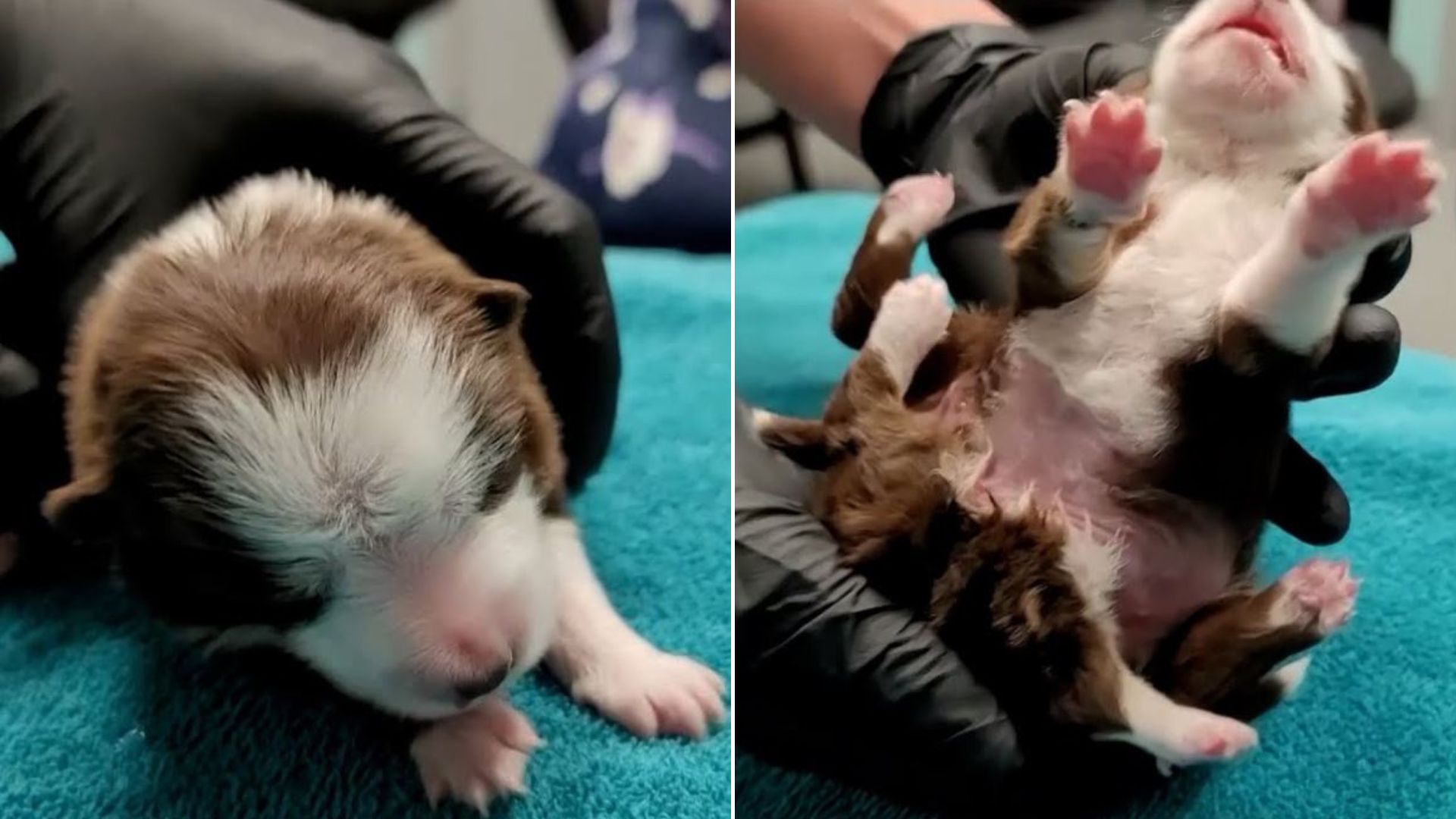 Witness How This Puppy With 6 Legs Stole Everyone’s Hearts With His Cheerfulness