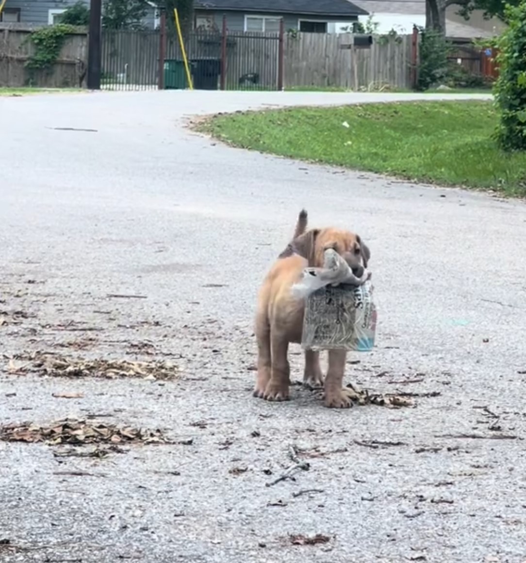 puppy carrying newspaper in his mouth