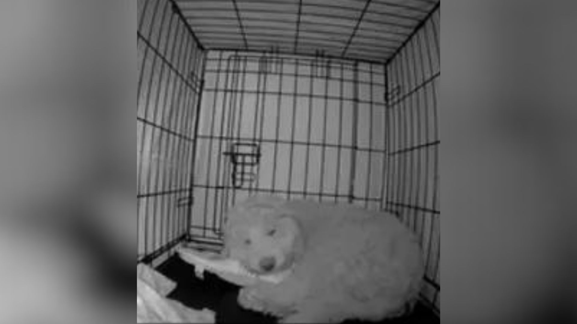 Owner Noticed Her Dog Couldn’t Sleep So She Placed A Camera To See What He Does At Night