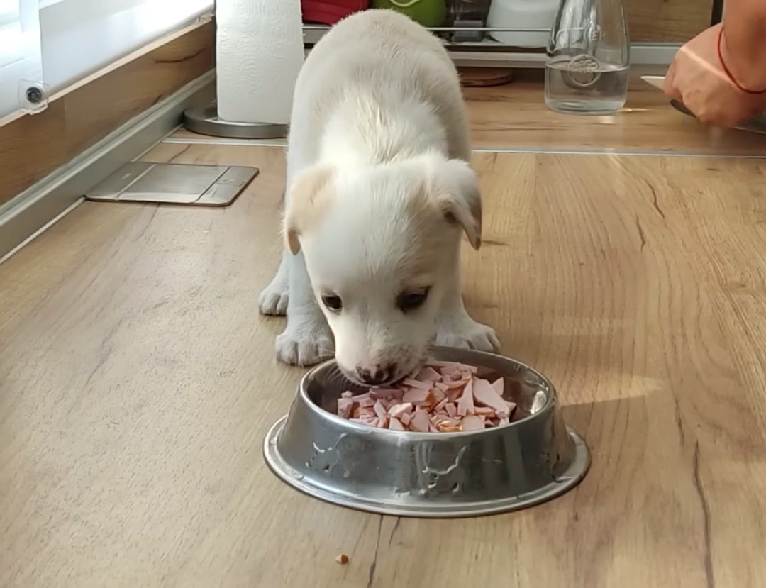 puppy eating