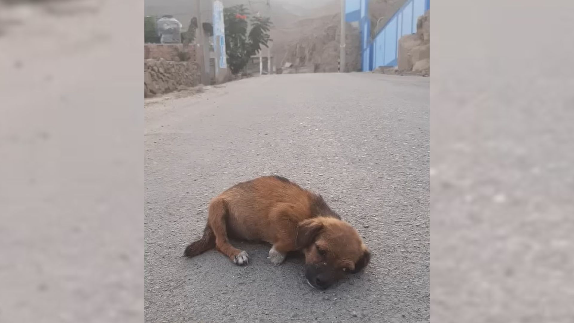 Rescuers Saw Abandoned Puppy Lying On The Road And Hurriedly Went To Help