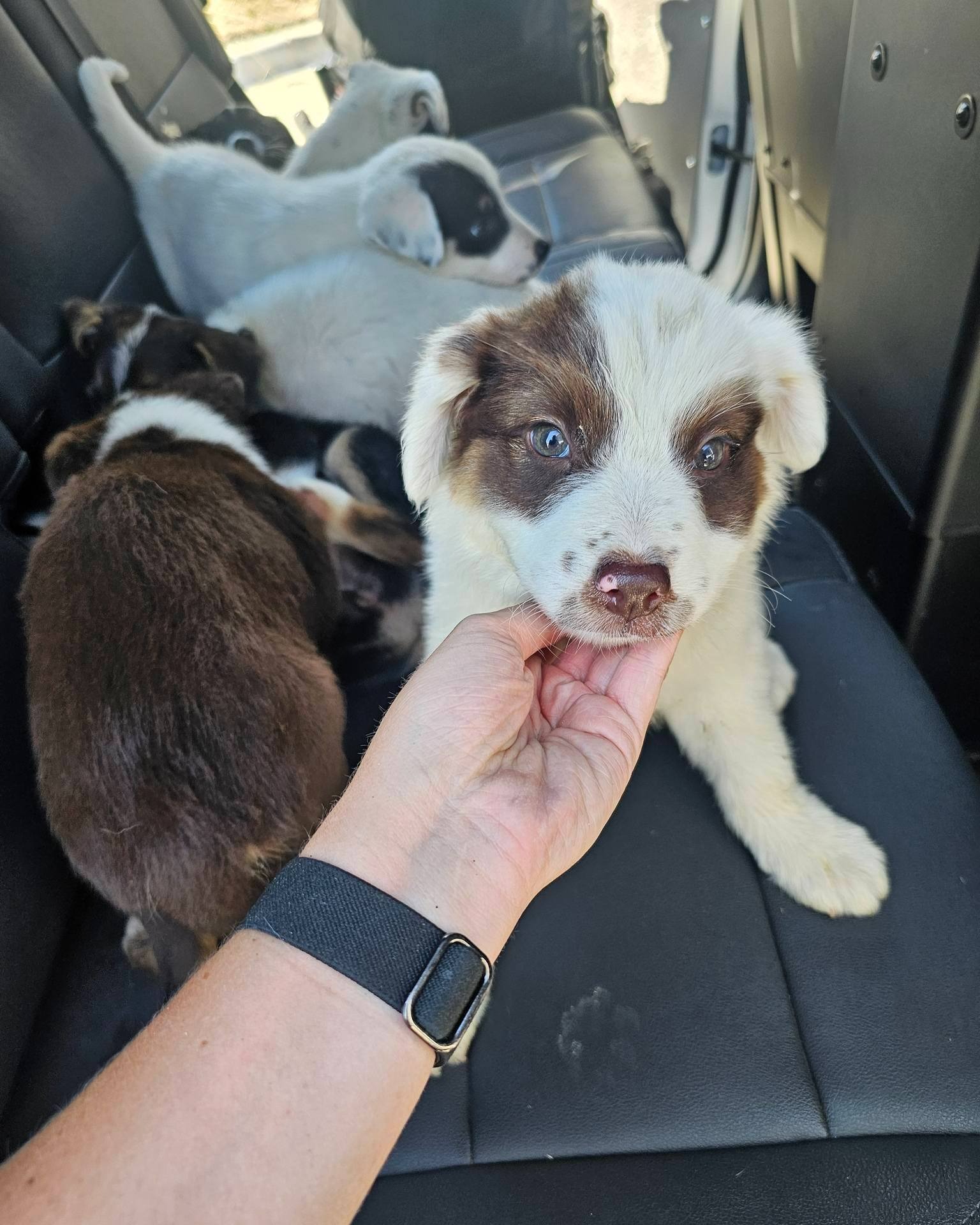 puppy getting scratched by human