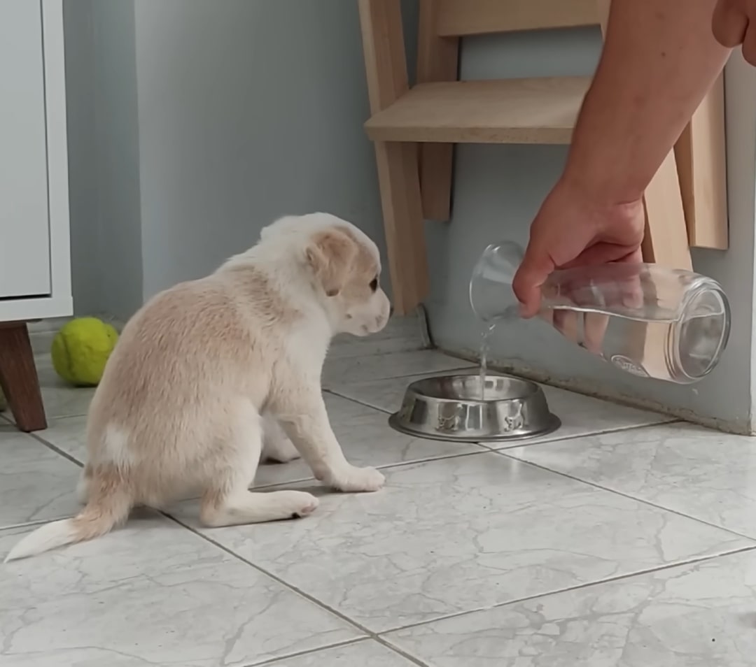 puppy getting water