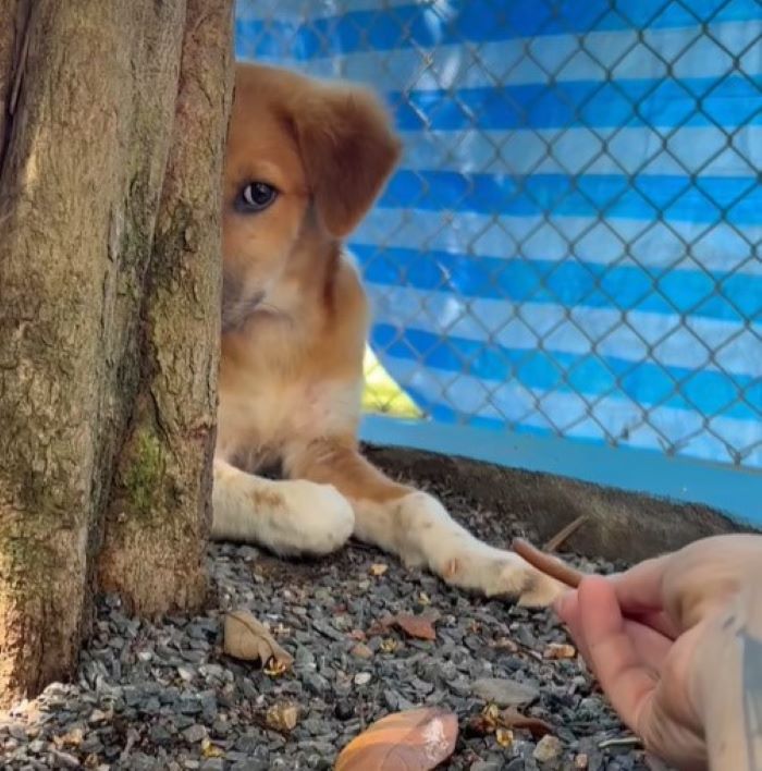 puppy hiding behind the tree