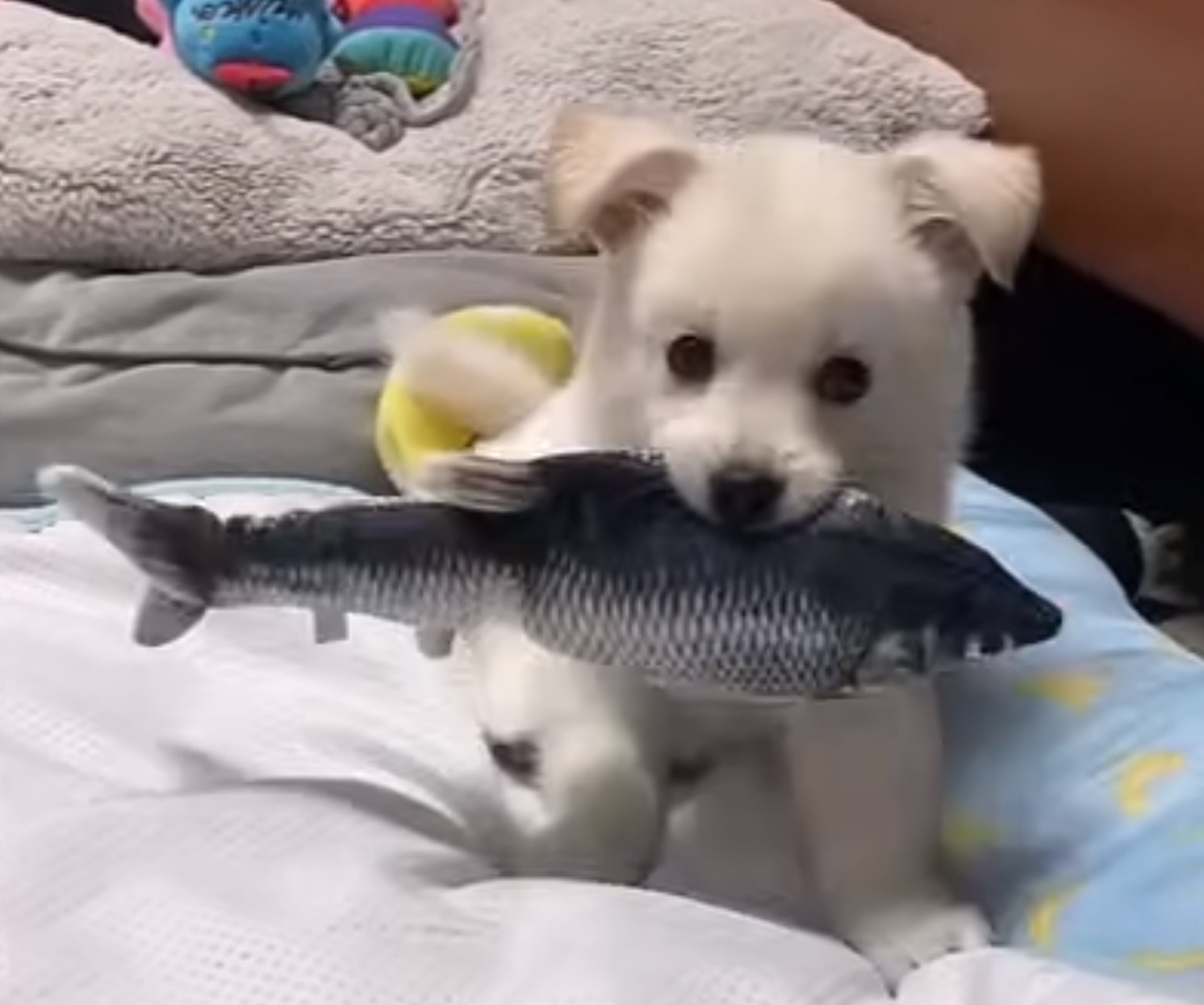 puppy holding fish toy in its mouth