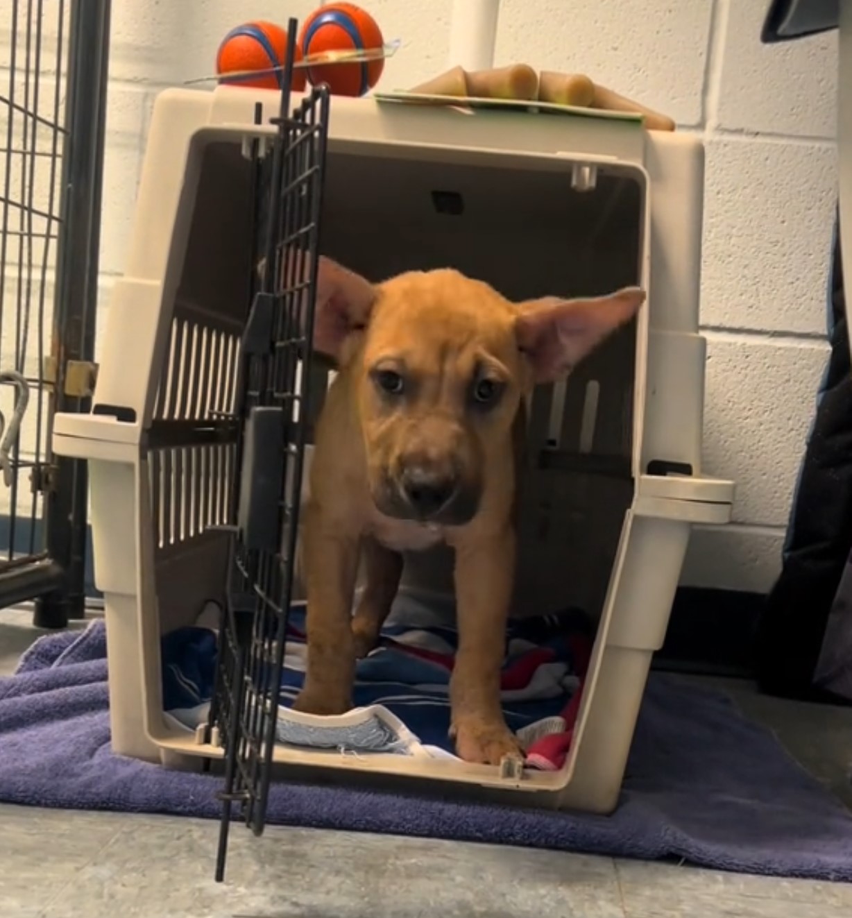 puppy in a crate