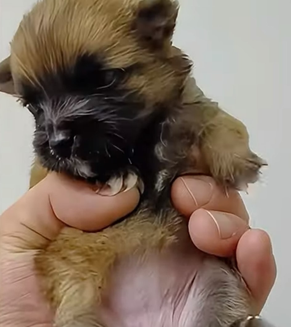 puppy in hand