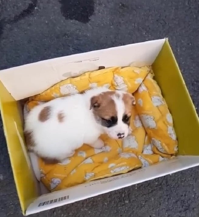 puppy left in a box