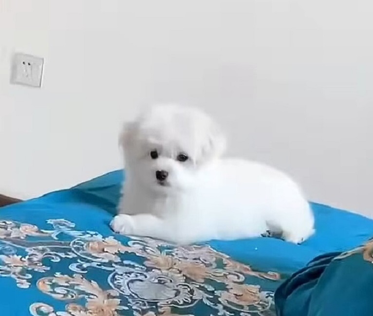 puppy lying on a blue cover