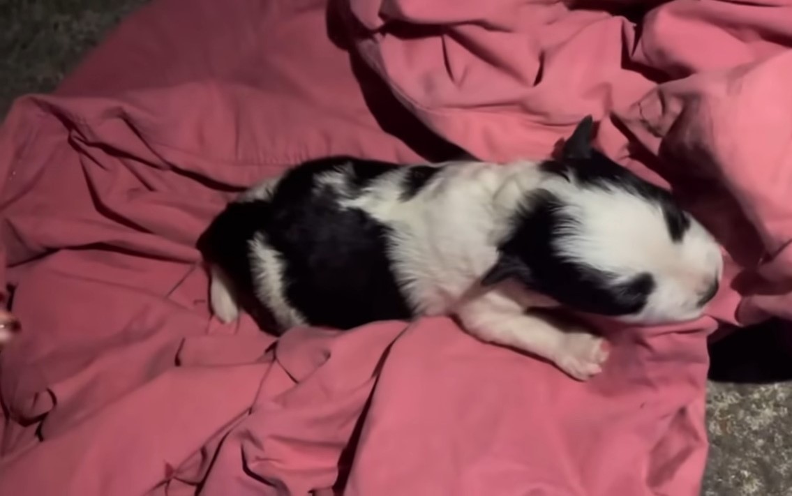 puppy lying on pink sheet