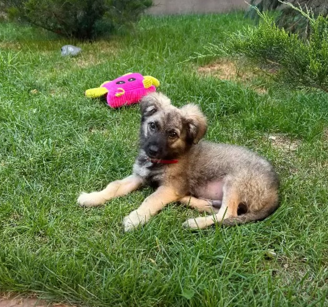 puppy lying on the grass